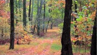 Mt Pleasant Tennessee 200 acre farm for sale Tennessee scenery [upl. by Aisenat]