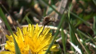 bee fly feeding [upl. by Eleumas]