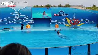 Zoomarine Park Dolphin Show । Zoomarine Algarve। Media Television [upl. by Ecirrehs]