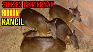 Sukses Berternak Ribuan Kancil [upl. by Emad]