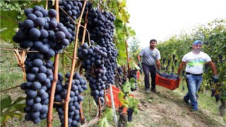 Amazing Grape Harvesting and Processing Grape Juice 🍇  Modern agricultural harvesting machines [upl. by Nihsfa]