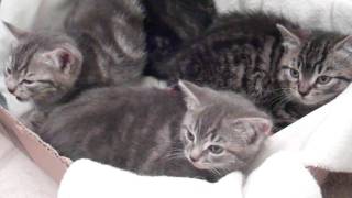 Hissing kittens sound like SNAKES Cutest feral kittens [upl. by Luba]