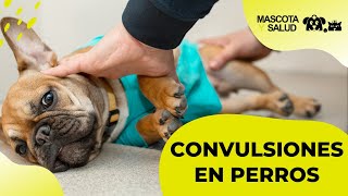 Convulsiones en Perros Causas Fases y Qué hacer  Mascota y Salud [upl. by Ddene]