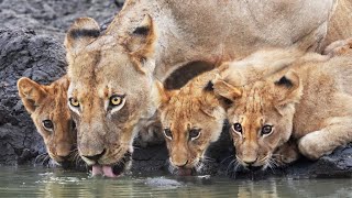 3 lions on a shirt [upl. by Alban67]