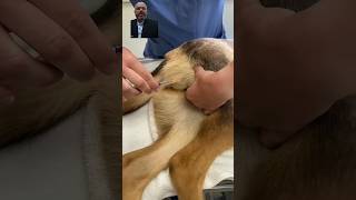 intramuscular injection in dogs [upl. by Minne]