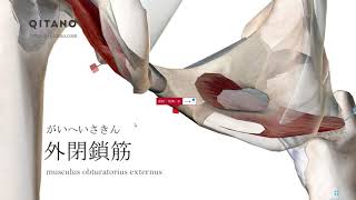 外閉鎖筋の解剖学図｜musculus obturatorius externus｜筋肉辞典90 [upl. by Novehs]