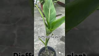 Dieffenbachia plant care  dieffenbachia garden plants shorts [upl. by Strang]