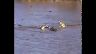 Crocodile vs zebra amazing encounter [upl. by Uon]