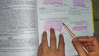 Stratified Epithelium  Complete Revision  Histology [upl. by Macgregor]