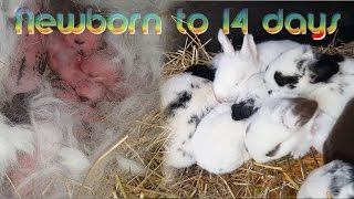 Rabbit Babies newborn to 14 days  Baby bunny Kits [upl. by Lesh]