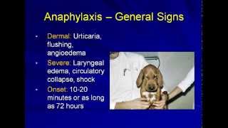 Anaphylaxis in the Veterinary Patient [upl. by Nuaj772]