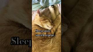 After Busy Day  A Kitten needs cat funny kitten snoring [upl. by Maillij]