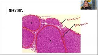 Nervous Histology [upl. by Derby]