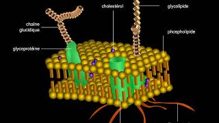 Membrane plasmique [upl. by Glenden]