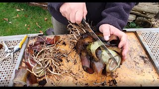 Ensete Maurelii Red Banana Propagation [upl. by Ithaman237]