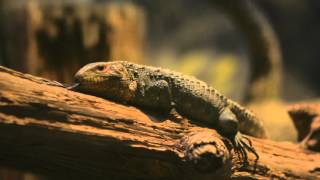 Caiman Lizards First Day on Exhibit [upl. by Toby796]