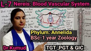 NereisBlood Vascular System of NereisL7ZoologyBSc1st YearTGTPGTGICआसान शब्दों मेंSTD [upl. by Gee]