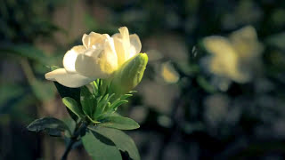 Blooming Gardenia Time Lapse  Everloving by Moby [upl. by Hough822]