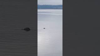 Harbor seal 🦭waterfront nature cute funny downtown subscribe [upl. by Nitsud]