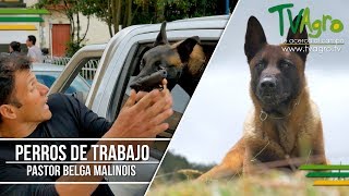 Pastor Belga Malinois The Belgian Malinois ENG SUB Tv Agro por Juan Gonzalo Angel [upl. by Newo944]