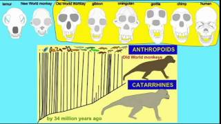 CATARRHINE PRIMATES DENTAL FORMULA [upl. by Adriene]