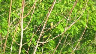 Common Yellowthroat singing Prothonotary Warbler song [upl. by Eila]