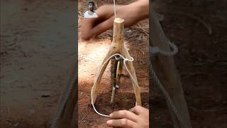 bushcraft diy survival woodworking camping bird funny flytrap birdspecies birds [upl. by Higley]