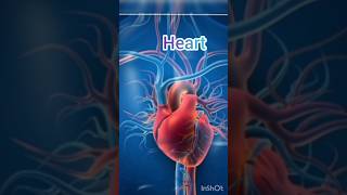 Human heart anatomy heartanatomy heartphysiology humanheart anatomybiology shortvideo like [upl. by Aynna]