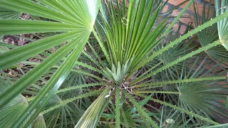 Chamaerops humilis Growth Rate 2019  2023 [upl. by Micky545]