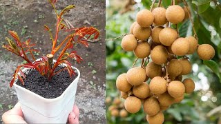 Latest technique of propagating longan trees with onion producing fruit quickly [upl. by Yuille694]