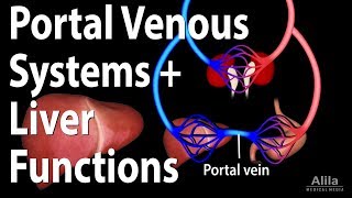 Portal Venous Systems Hepatic Portal System and Liver Functions Animation [upl. by Antons]