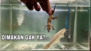 PERCOBAAN NGASIH MAKAN IKAN WOLFISH MALABAR DENGAN CICAK [upl. by Sekyere]