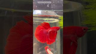 He attracting the female 😅 shorts bettafish breeding [upl. by Nosreip]