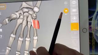 Muscles of Hand region  Overview  Doctor Speedy [upl. by Ferdinand348]