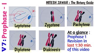 Prophase 1  Leptotene Zygotene Pachytene Diplotene and Diakinesis  Stages of Prophase 1 [upl. by Harden]