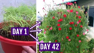 Learn How to Grow n Care for Cypress Vine Properly With Results [upl. by Adan]