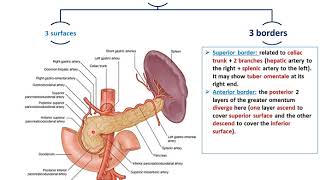 Bile Pathway Gall Bladder amp Pancreas  Anatomy [upl. by Ianthe]