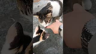 enak banget mau lagi Kakak catlover streetfeeding cute kucinglucu kucingkampung music [upl. by Irb804]