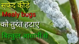 सफेद कीड़े mealybugs को हटाने का बिल्कुल आसान तरीका [upl. by Anes]