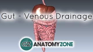 Blood Supply to the Gut Introduction  Part 2 Venous DrainagePortal System [upl. by Heall]