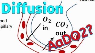 Diffusion bei der Beatmung [upl. by Anaerb]