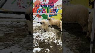 ヴァレーブラックノーズシープ ノースサファリサッポロ Valais Blacknose Sheep [upl. by Cibis]