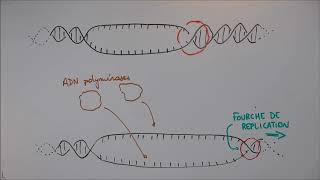 Réplication de lADN  1 Déroulement général [upl. by Zorah35]