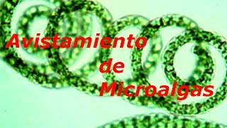 Avistamiento de microalgas y protozoos al microscopio 100x [upl. by Nnylrebma290]