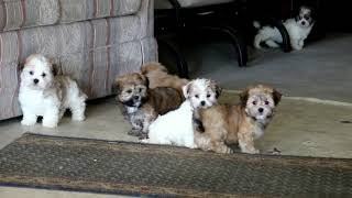 Havanese Puppies For Sale [upl. by Ranitta]