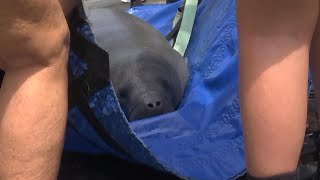 5 Manatees Rescued From Canal After Hurricane Idalia [upl. by Little]