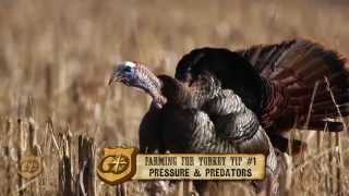 Consider Predators When Planting Chufa for Wild Turkey [upl. by Maurine]