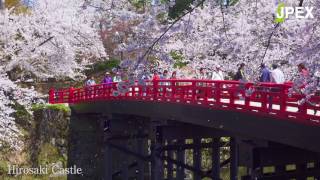 Most Famous Cherry Blossom in Tohoku  Hirosaki Castle [upl. by Itirahc]