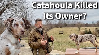 Catahoula Leopard Dog Killed Its Owner  What went wrong [upl. by Siduhey]