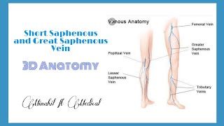 Short Saphenous and Long Saphenous Vein Anatomy  3D Anatomy [upl. by Hoo]